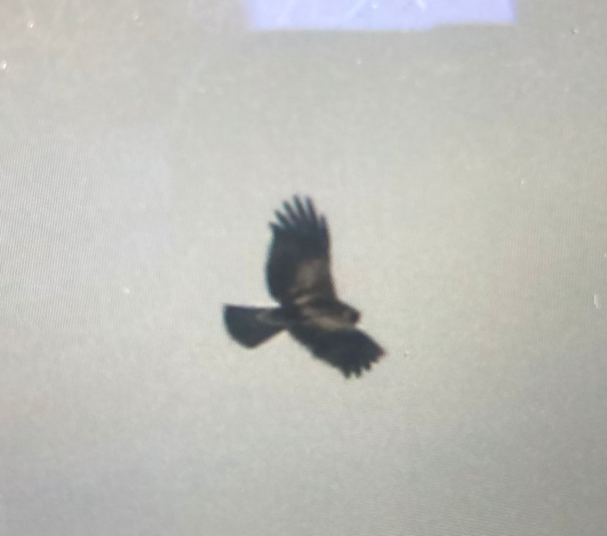 BOC c/o Rich of the Booted Eagle this morning.