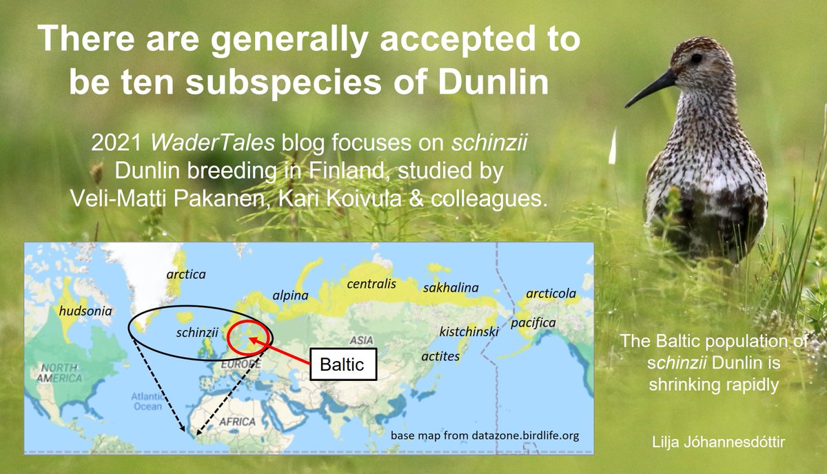 6/7
Dunlin moves to NEAR THREATENED too. The Baltic has been a focus for research into declines, as discussed here:
wadertales.wordpress.com/2021/06/20/dun…
Dunlin is one of 11 wader species on UK RED LIST:
wadertales.wordpress.com/2022/10/04/uk-…
#ornithology