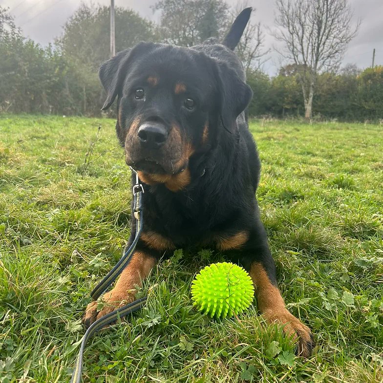 AdoptionsUk's tweet photo. Please retweet to help Jazz find a home #CARMARTHENSHIRE #WALES #UK 
 Available for adoption, registered British charity ✅
Details or apply for Jazz below 👇https://t.co/VDVKxxWFGX Rottweiler aged 6, she's probably previously been used for breeding. She is looking for a home where she will be the only pet. Jazz can live with children aged 10+ 
Please contact @WWPdogs for more information, see link above.  
#dogs #dog #Rottweiler #Rottweilers #Cardiff #Swansea #Brecon #Powys #Monmouthshire #Tenby #Carmarthen