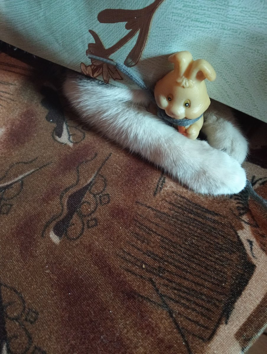 lalosh020's tweet photo. Pati 
#kedi #cats https://t.co/F5IytkFGUV
