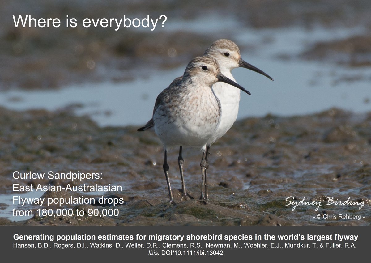 7/7
Many #waders #shorebirds on the East Asian-Australasian Flyway are in trouble. 
It is not surprising that Curlew Sandpiper is now classed as globally VULNERABLE.
More here:
wadertales.wordpress.com/2022/02/10/how…
Reminder of link to all 1⃣6⃣ 'promoted' species:
birdlife.org/news/2024/10/2…