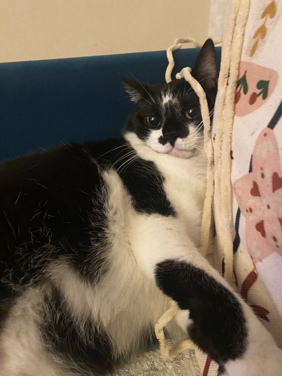 i come bearing bad news :( Findik got diagnosed with diabetes and hypothyroidism. which expletives a lot since she is always on a diet but can never lose weight. unfortunately the payment is humongous and i took loan but it’s still not enough. i need almost 1500 dollars. +