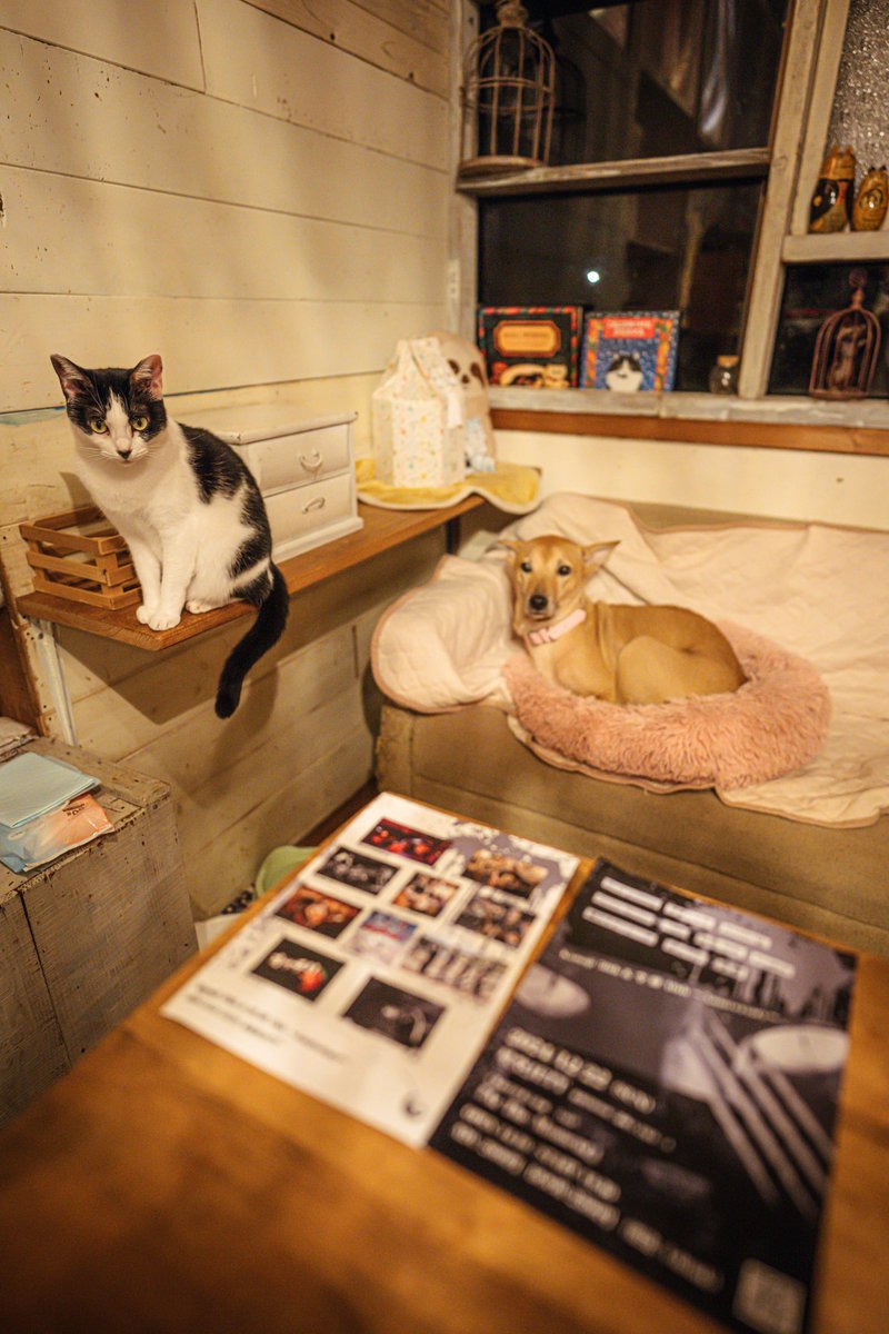 フライヤー置かせていただきました！

▷▶︎ 保護猫シェルターにゃんさと さま

ありがとうございます(｡-_-｡)

かわいい保護猫に出逢えるシェルターです。お時間のある方は是非、のぞいてみてくださいฅ^•ω•^ฅ

【香川県三豊市財田町財田中3897-1】