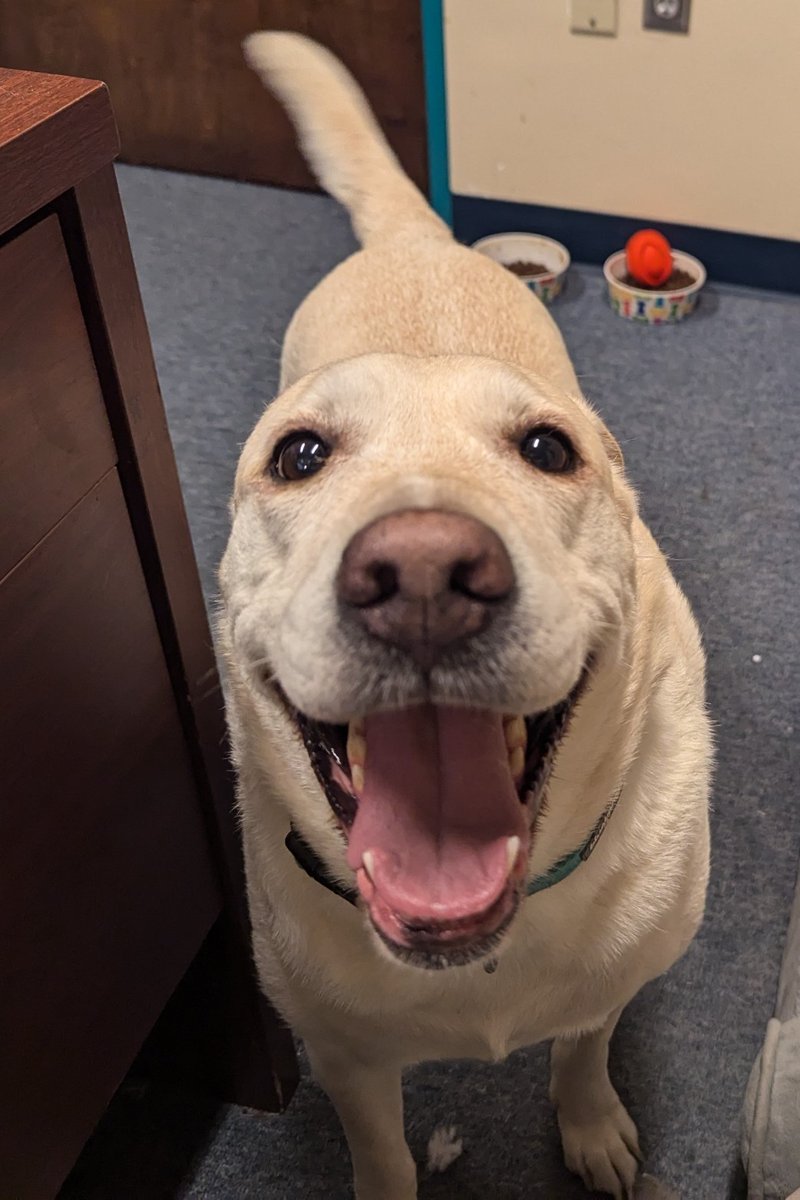 DogsRAngels1's tweet photo. @hankster_the My Brother from another Mother!🐶🥰🐶🐽#Linkster #Hanklin https://t.co/t0JyhWOHnY