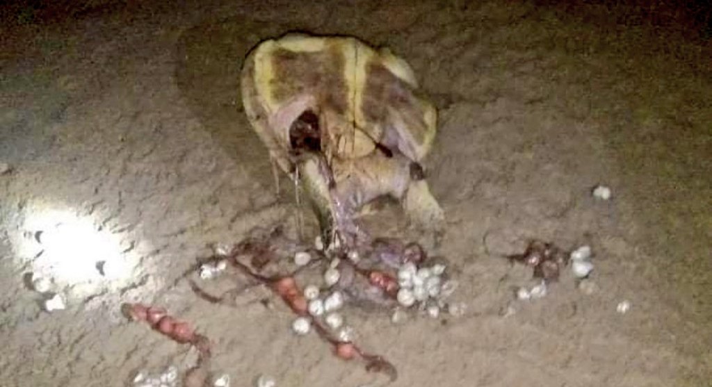 SoumyaMarineWL's tweet image. Following my letter to @CMO_Odisha, Hon. @MohanMOdisha has directed PCCF Odisha to review and report on the mass extinction threat to the Devi River Mouth, a prominent mass nesting site for #OliveRidley Turtles.

#SaveOliveRidley #SaveDeviRiverMouth

@PMOIndia @UN @dpradhanbjp