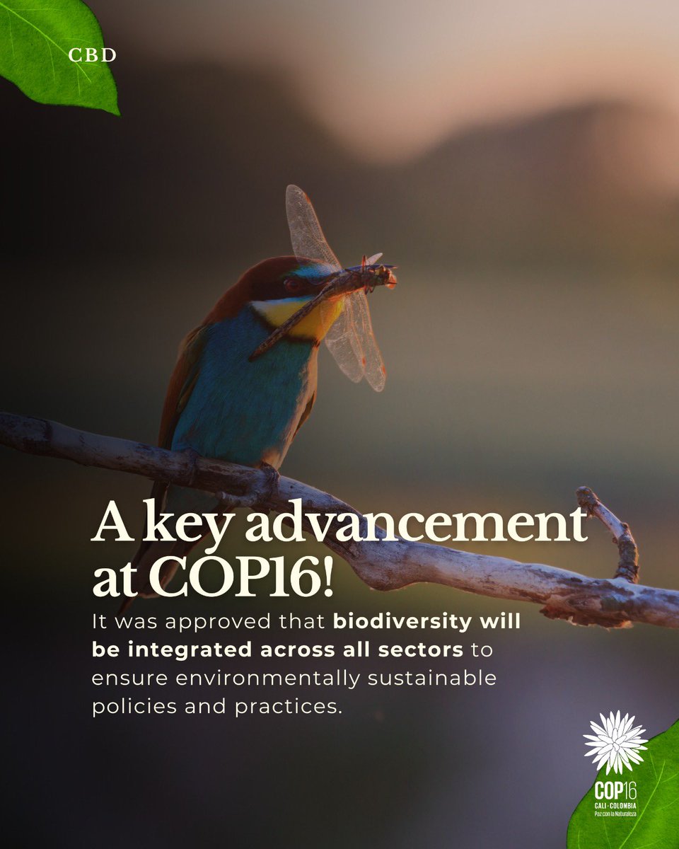 COP16Oficial's tweet photo. A strategic approach was approved to integrate biodiversity across all sectors, promoting sustainable policies and practices.
This advance will strengthen the ecosystem-based approach in key areas such as agriculture and tourism, towards building #PeaceWithNature. https://t.co/APBy9CzxEx
