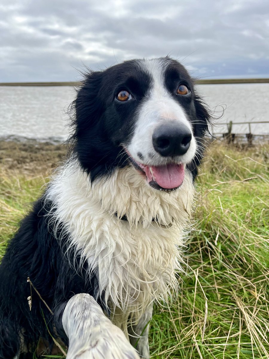 Orford - one of my favourite places - and where I learned to take selfies when I was a puppy😎