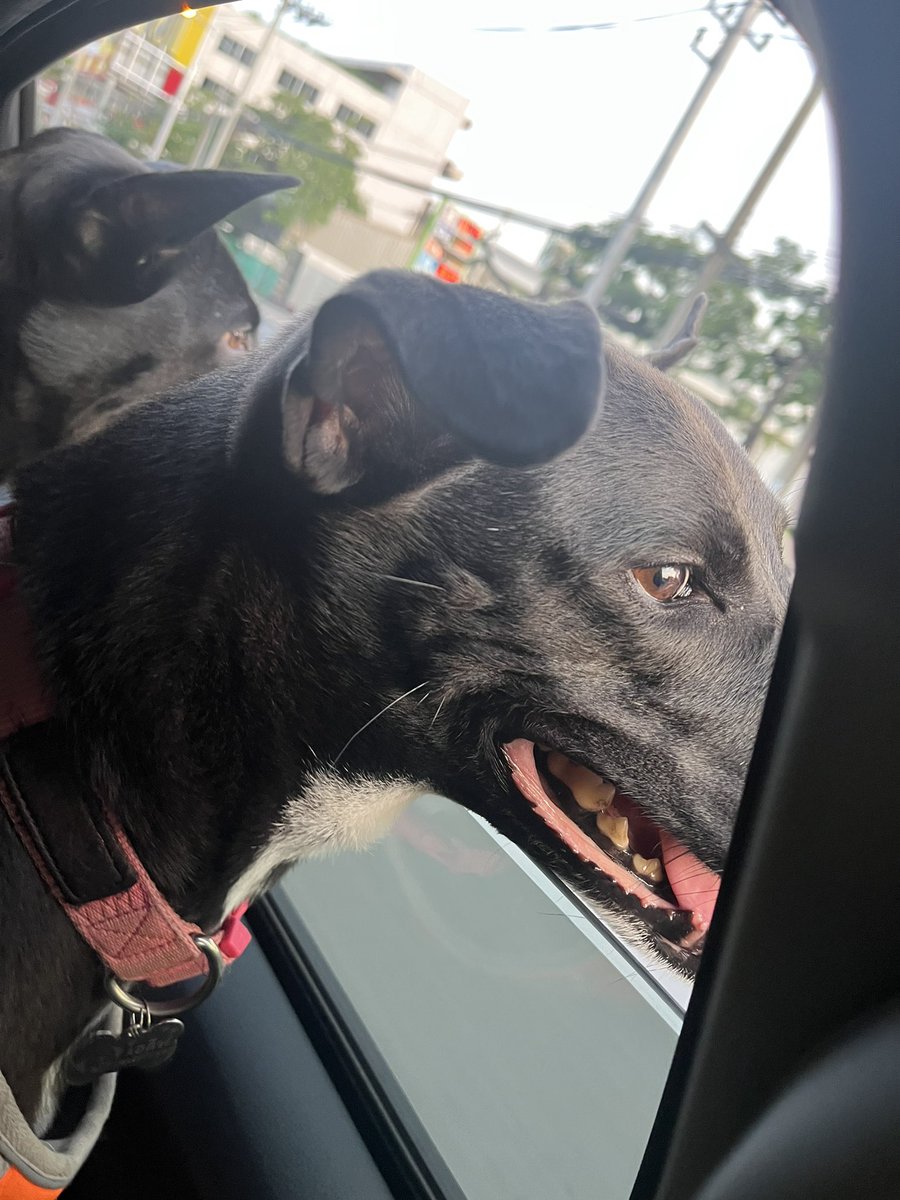 Doggie 

So hard to photograph but incredible to see