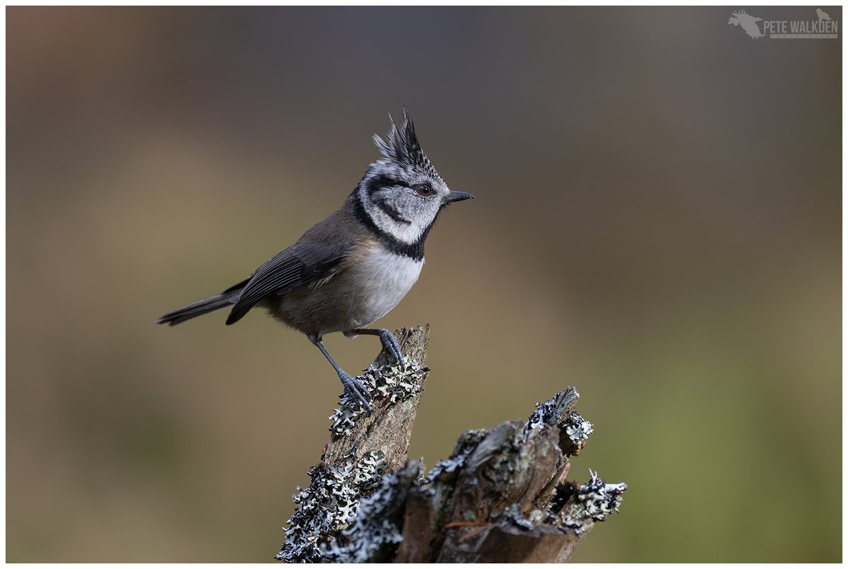 Crested Tit - posing perfectly for a photograph during a recent #workshop in the Scottish #Highlands - they're magical subjects. #crestedtit #birdphotography #NaturePhotography #ThePhotoHour #Scotland