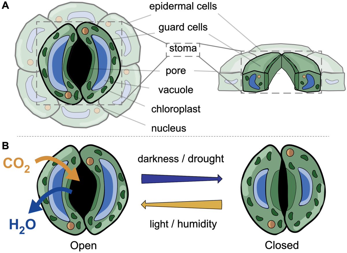 Abiotic stress in plants (Green Survivors) (@abioticstress) on Twitter photo Review by Jonathon A Gibbs & Alexandra J Burgess @PlantSciNottm <a href="/UoNFoodSystems/">Food Systems Institute, University of Nottingham</a> <a href="/JXBot/">JXB @jxbotany.bsky.social</a> <a href="/SEBiology/">SEB @sebiology.bsky.social</a>
Application of deep #learning for the analysis of #stomata: a review of current #methods and future directions
academic.oup.com/jxb/advance-ar…
#PlantSci <a href="/Stomata_Tweets/">Torii Lab</a> <a href="/sci_plant/">Plant Science</a> Review by Jonathon A Gibbs & Alexandra J Burgess @PlantSciNottm <a href="/UoNFoodSystems/">Food Systems Institute, University of Nottingham</a> <a href="/JXBot/">JXB @jxbotany.bsky.social</a> <a href="/SEBiology/">SEB @sebiology.bsky.social</a>
Application of deep #learning for the analysis of #stomata: a review of current #methods and future directions
academic.oup.com/jxb/advance-ar…
#PlantSci <a href="/Stomata_Tweets/">Torii Lab</a> <a href="/sci_plant/">Plant Science</a>