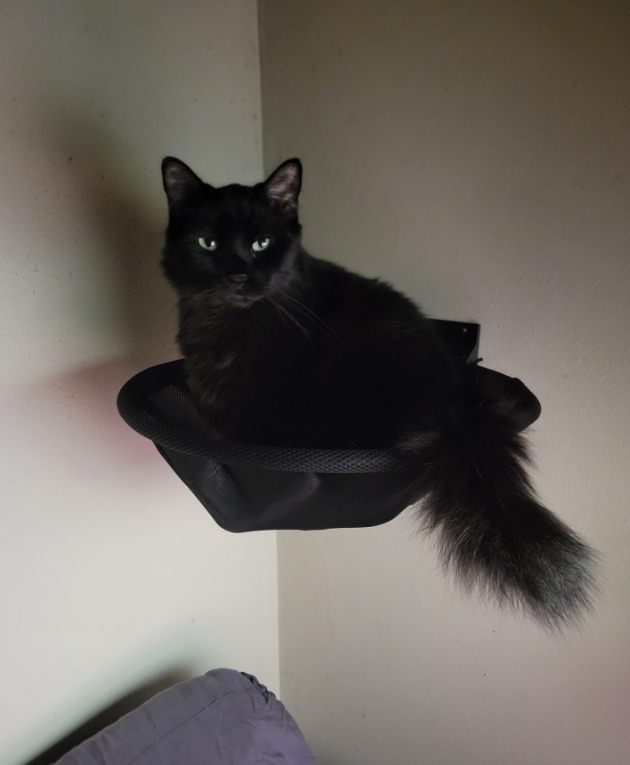 Lincoln💙🐶(Reagan🩷🐶 Kennedy 🩷🐶&🐱's) tweet media