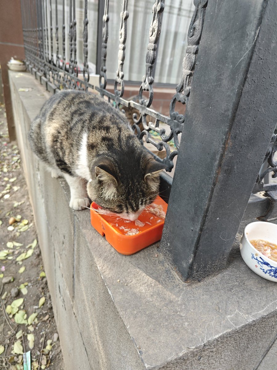 今天小姐姐终于回来有时间去帮助动物园社区 #khrowzoo 又去投放了猫屋，并且还给流浪猫投喂了动物园社区捐赠的营养品（猫粮在快递驿站还没来得及取，后面也会发出来），感谢动物园社区让流浪猫渡过一个温暖的冬天。
这些流浪猫似乎很胖🤔
看来生活中也有好多好心人在关爱他们！