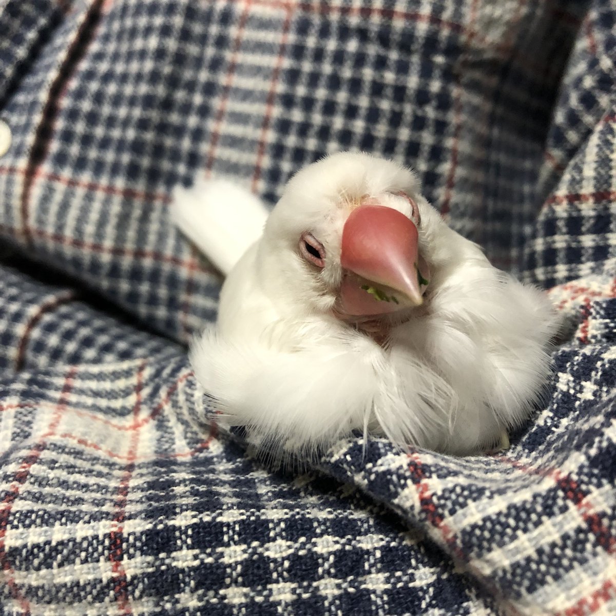 okotafu's tweet photo. ぶんちょ、ぶんちょ、大好きぶんちょ https://t.co/TS4wt2XLaJ