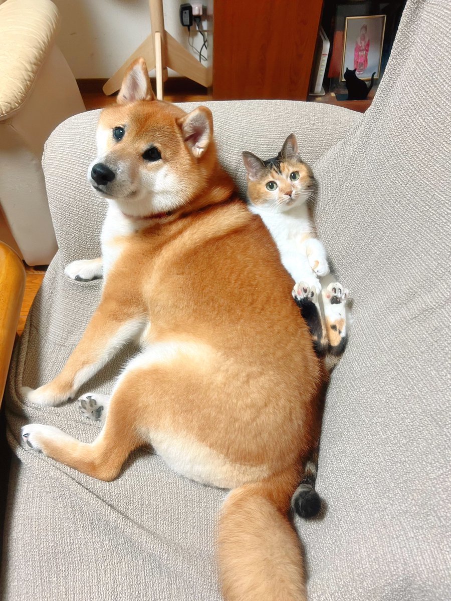 あめちゃん🐱 (@cocoakumikoda) / Posts / X