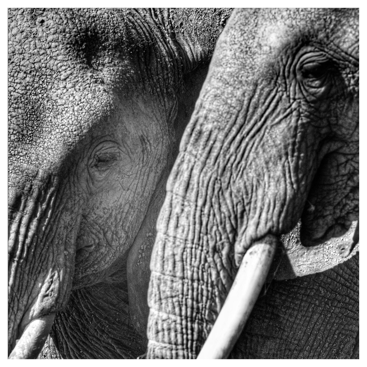 YSoppelsa's tweet photo. https://t.co/wLSoTYuBjH

#kenya #africa #elephant #wildlifephotography #leica https://t.co/FQ65fBDgZA