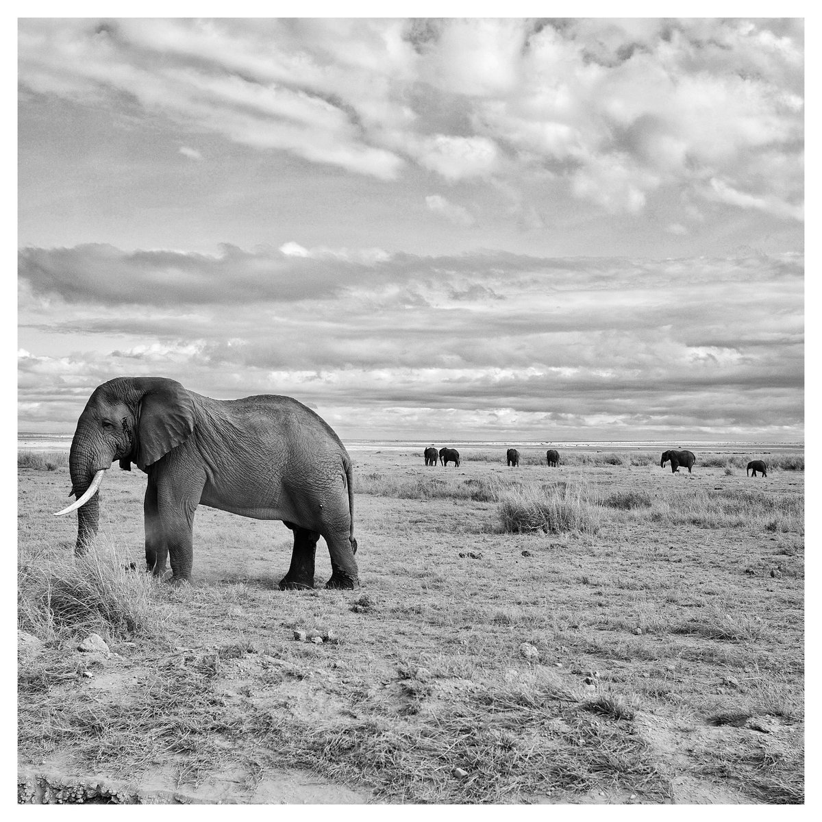 YSoppelsa's tweet photo. https://t.co/wLSoTYuBjH

#kenya #africa #elephant #wildlifephotography #leica https://t.co/FQ65fBDgZA