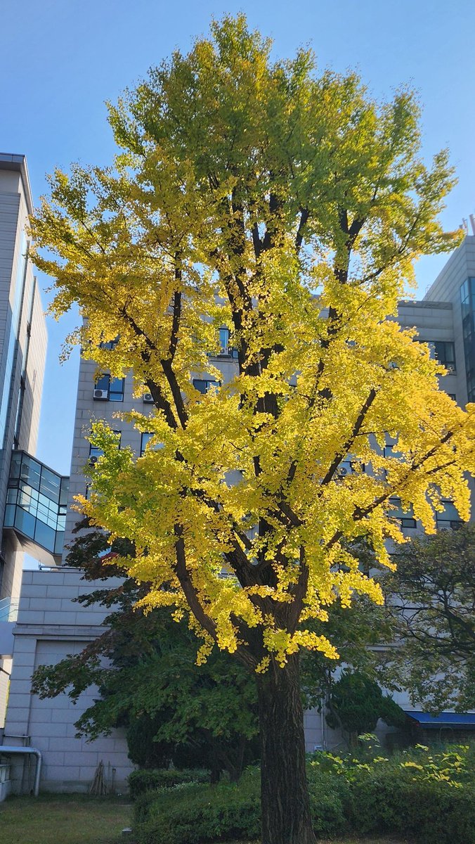 가을은 은행나무~^^
은행이. Bank는 아니겄지유
은행나무가 서민들 주변에서 가을을 벗 삼듯이

Bank도 서민들 벗이되도록 합리적 금리운영으로
경제 활성화와 살림살이 도움되도록 은행 좀 하세요^^
 #은행 #bank. #가을 #이문동 #한국외국어대학