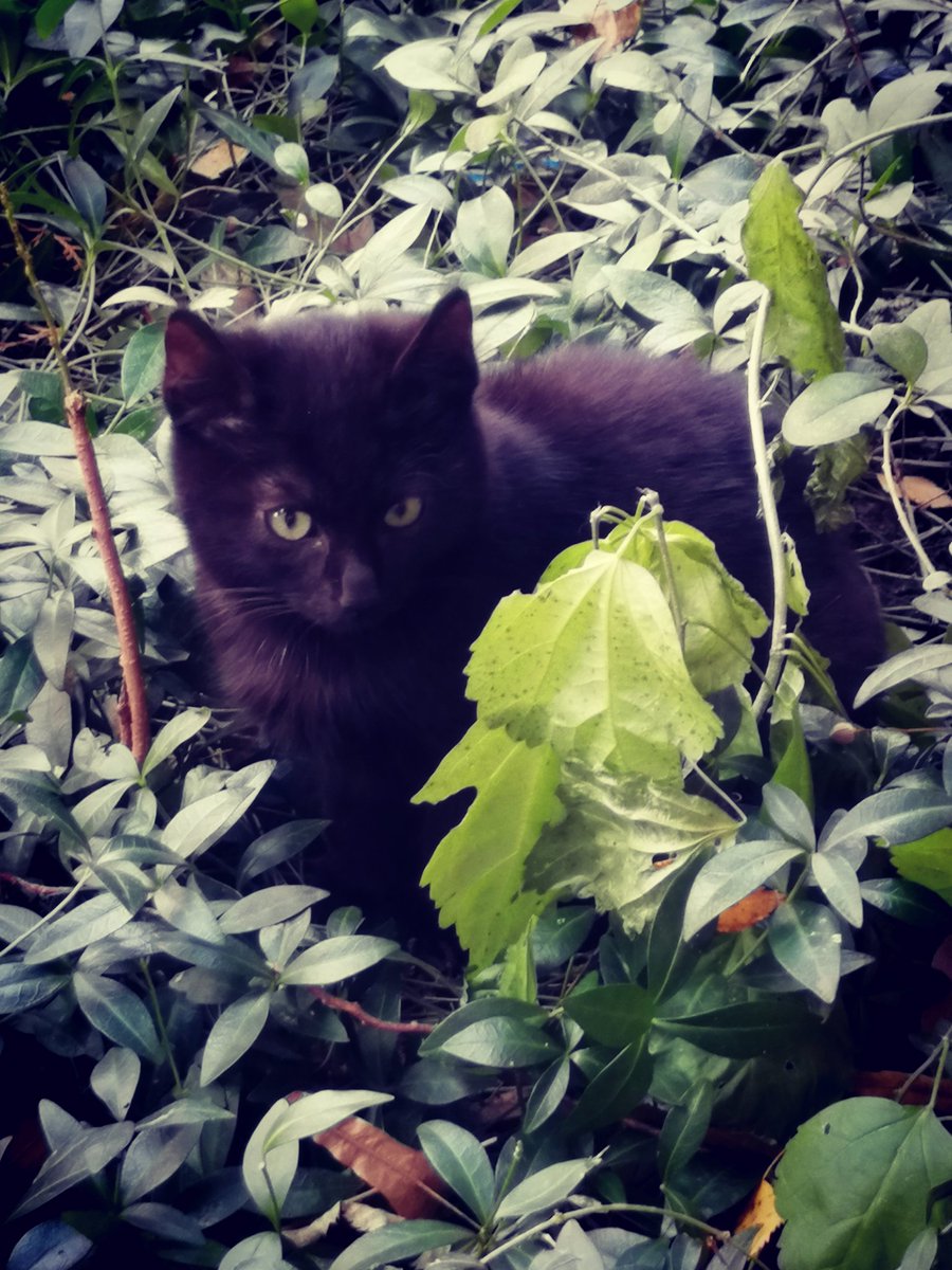 Good Morning from Zemun. 🌞 My neighbour's cat was hiding in the garden. 😂 She thought she was invisible! 🤣 P. S. I have taken this photo. 💯 #Cat #Saturday #GoodMorning