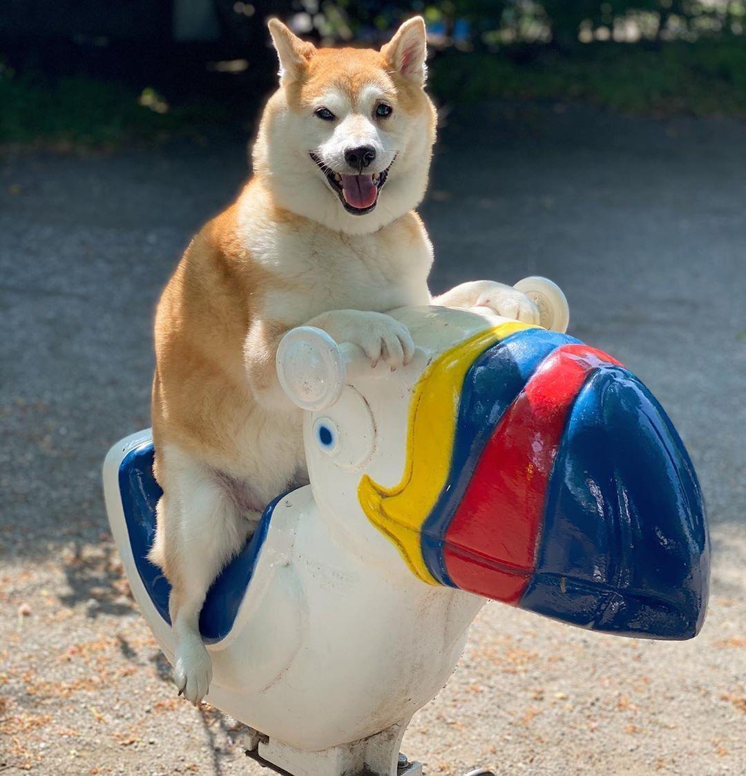 boturitter's tweet image. When you're too big for the kiddie rides, but you're still gonna have fun! 🐶🤪 #doggo #pupper #bigdog #smallride