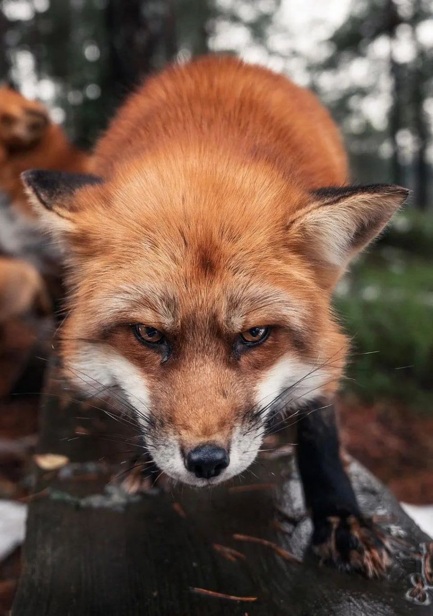 Rotfox.tv on bsky (@therotfox) on Twitter photo Y'all, now they're using any art you upload here to train their generative AI?!
It's time to get off this site. We are a community based on artists! Y'all, now they're using any art you upload here to train their generative AI?!
It's time to get off this site. We are a community based on artists!