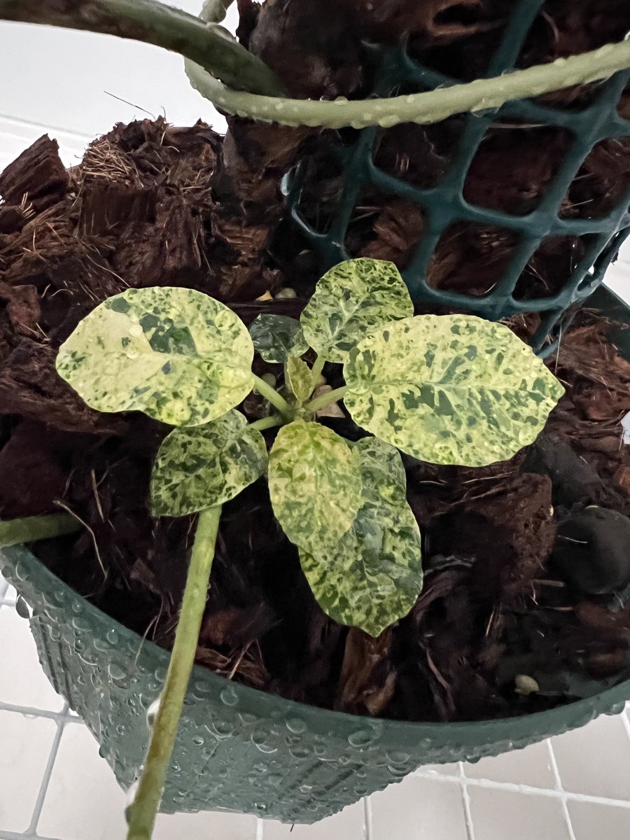 philodendron esmeraldense
+おまけのフォエチダ