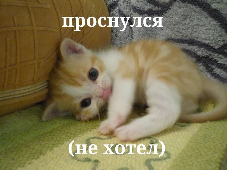 🐸жабья принцесса👑 (@kxiq7u7oc8nsgnc) on Twitter photo 