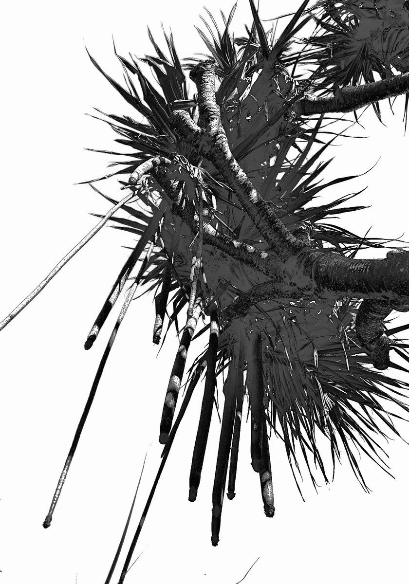WatchingCryptYo's tweet image. Welcome to #3 in a Series called 

ABSTRACT PANDANUS

This coastal palm tree lends itself to beautification of beachside bushland and is very abstract in appearance. It happens to be my favourite tree along with the Frangipani (for varied reasons). Enjoy 

#Pandanus #Abstract