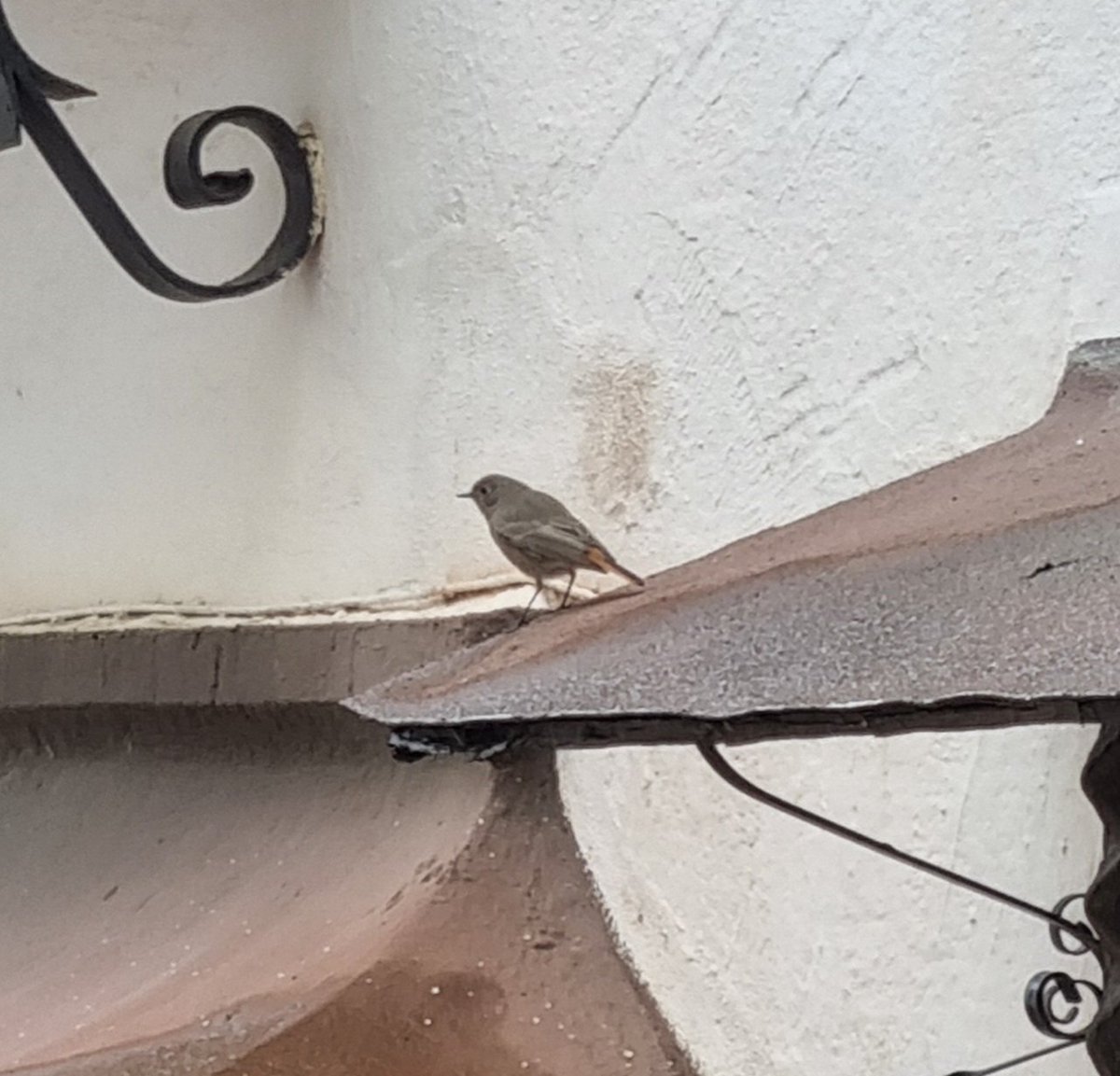ChrisyWrightnes's tweet photo. Had a great week in Malaga with the family. Birds were everywhere. Trees full of chiffs, firecrest, crested tits black redstarts. Found a greenish warb and hawfinch too. Really noticed the massive number of flies and insects still around in Nov. Sad that the UK is so poor. https://t.co/hFf4gwxOn9