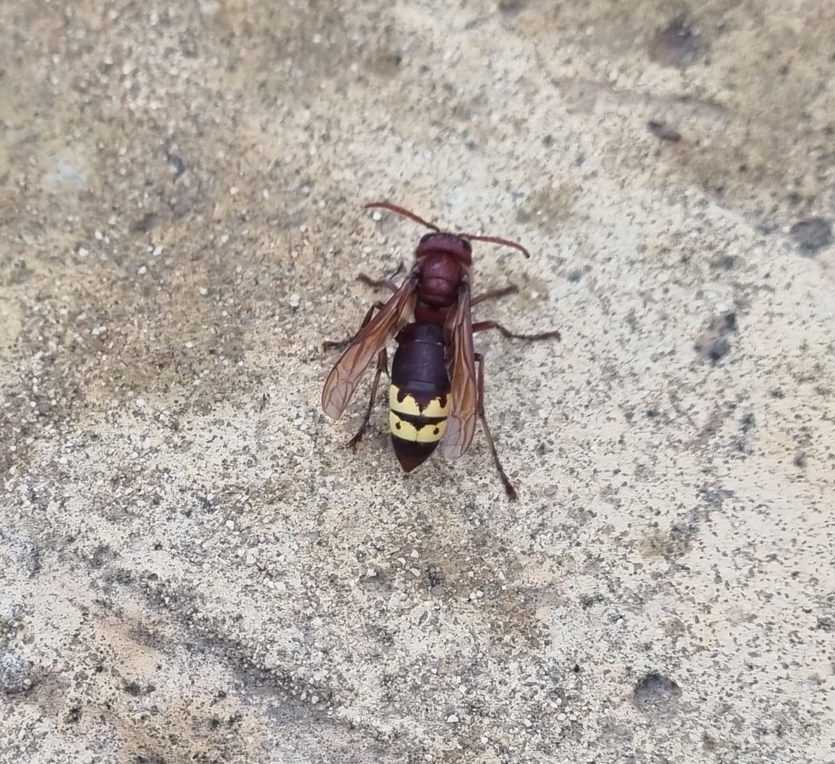 ChrisyWrightnes's tweet photo. Had a great week in Malaga with the family. Birds were everywhere. Trees full of chiffs, firecrest, crested tits black redstarts. Found a greenish warb and hawfinch too. Really noticed the massive number of flies and insects still around in Nov. Sad that the UK is so poor. https://t.co/hFf4gwxOn9