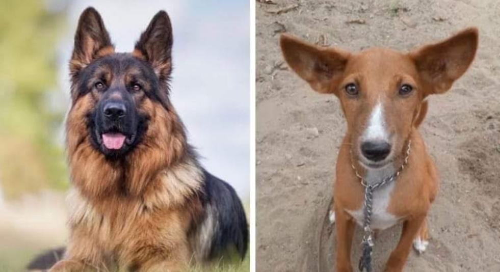 Mr Smeg Zim tweet media