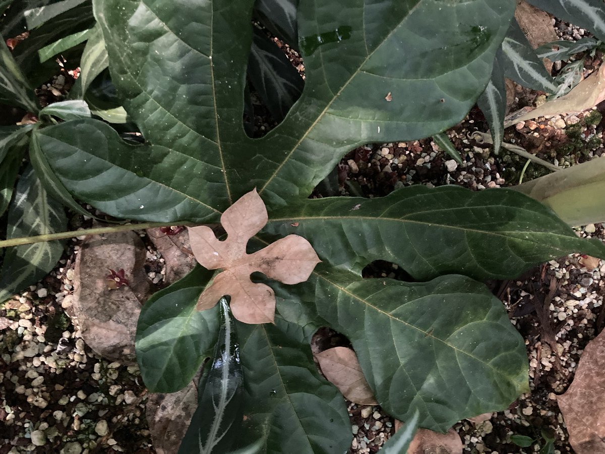 Cola carcifolia (Cola afzelii). Der Kolabaum blüht im Basler Tropenhaus.