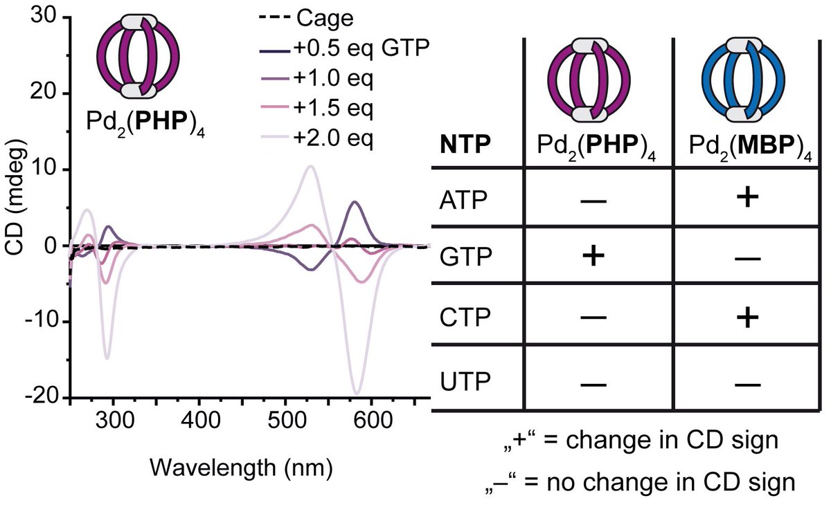 guido_clever's tweet photo. Read #JustAccepted in @ChemEurJ how @Armindurm and @IreneBenzop extended the series of our colored coal tar dye cages and use them for selective nucleotide recognition! Supported by RESOLV @SolvationSci &amp; FCI @chemieverband 
https://t.co/5LEjvGwX2s https://t.co/Eo21fHVAjA