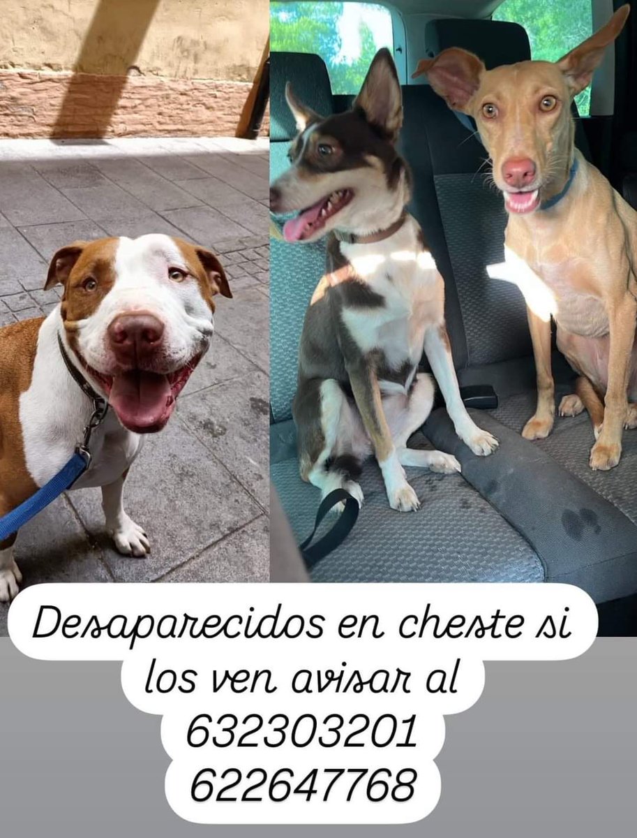 🆘Desaparecidos en #Cheste 🆘

#Dana #valencia #SeBuscan #SinLuz #españa #Aemet #rtve