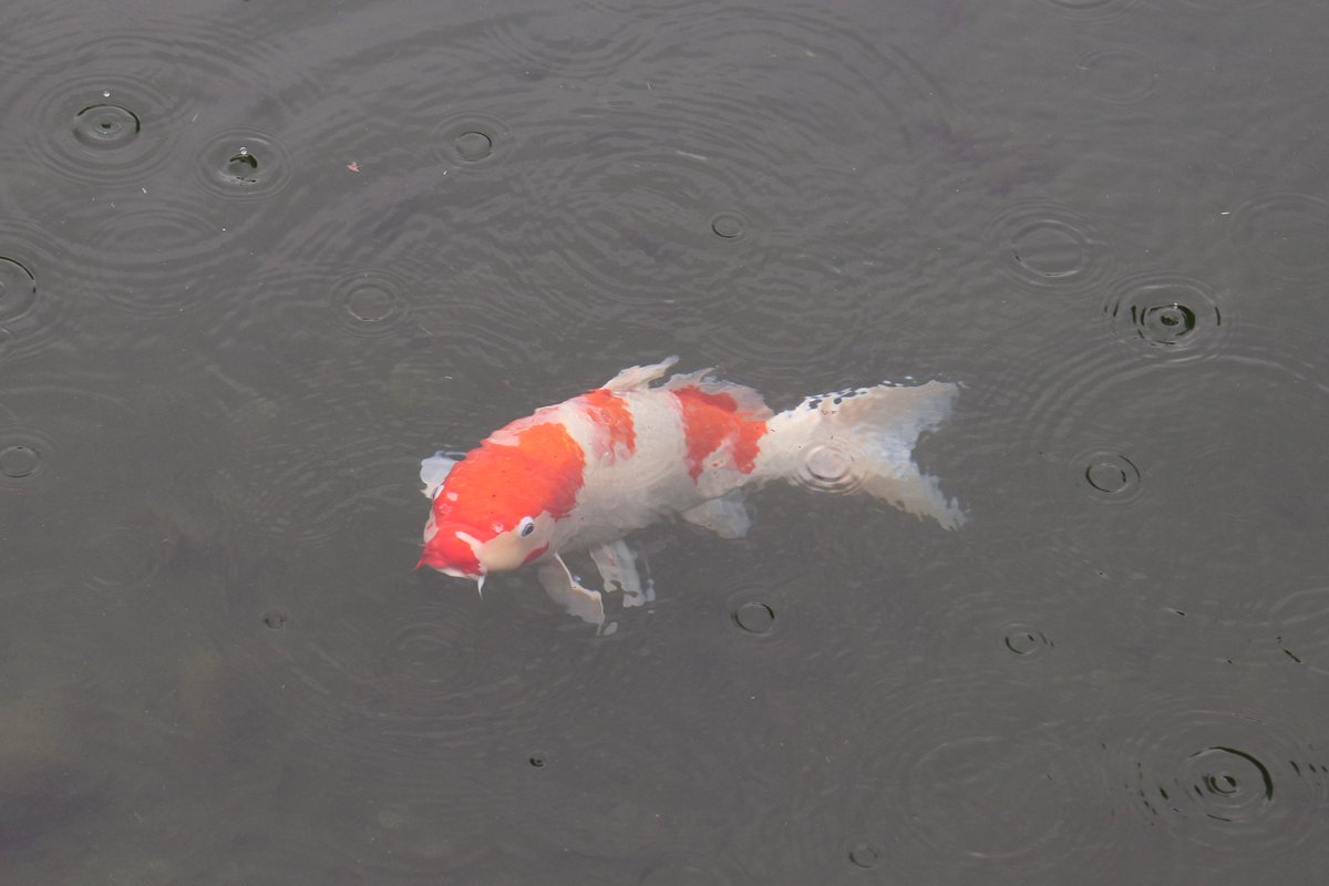 園内の池には、 人懐っこいコイがいます。 エサの販売は、梅林橋、吹上