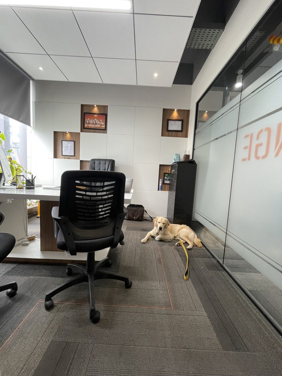 kriteshfinance's tweet image. Disco is not impressed by my office!😁😂 #petdog