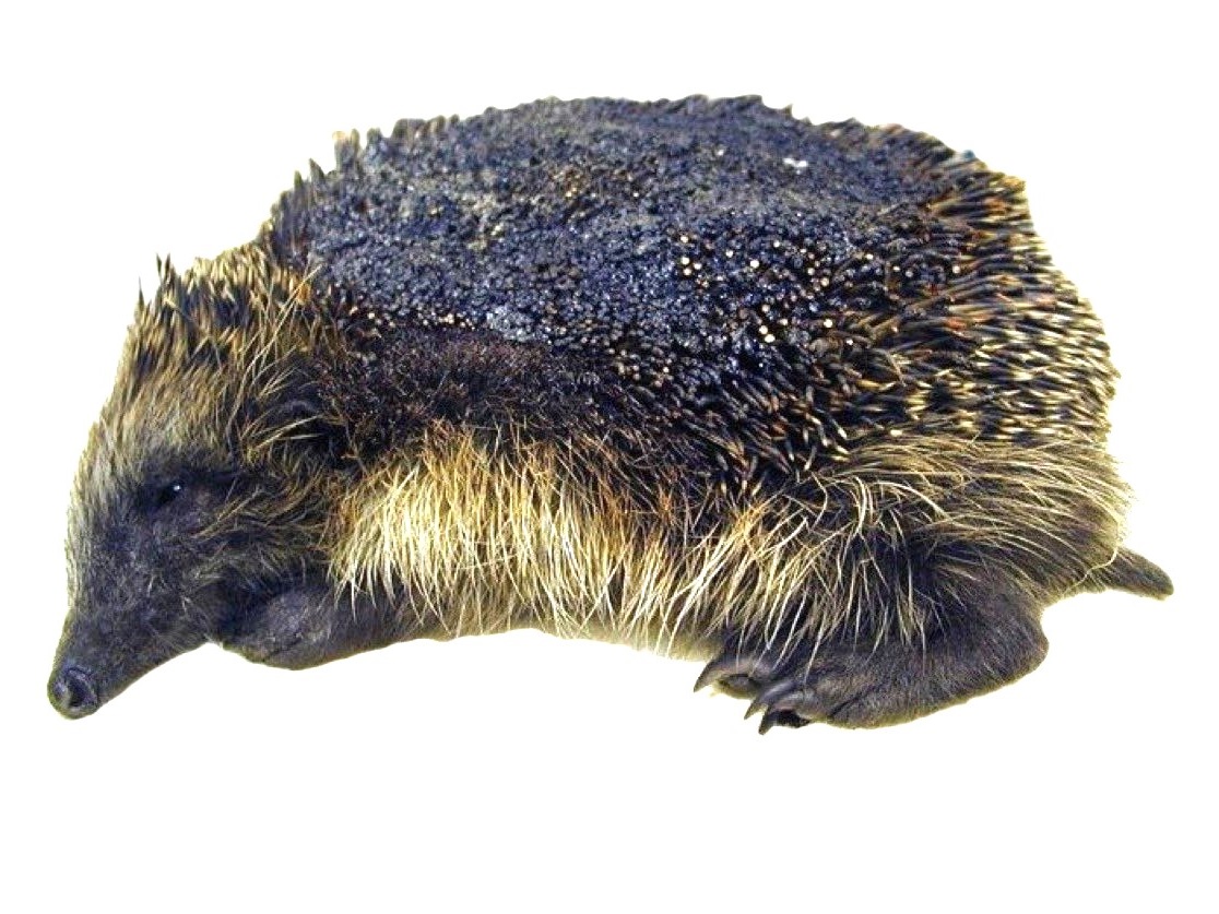 Unlike most mammals, hedgehogs don't have the Flight or Fight Response to danger. 
So no matter how frightened they are, they don't bite, and they don't run away.  
Their response to danger is to curl up into a protective ball and wait until the danger passes. 
That's why so many