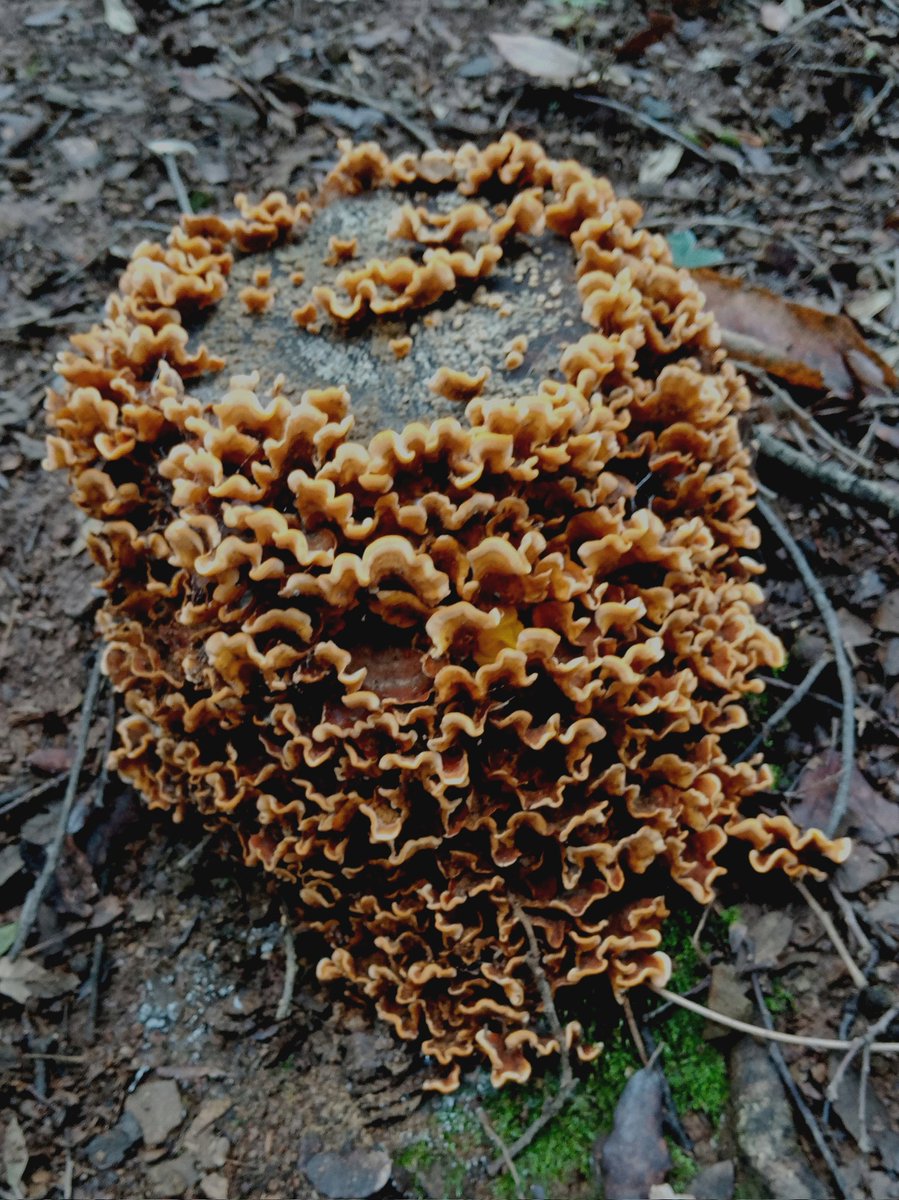 Tardor a les #guilleries