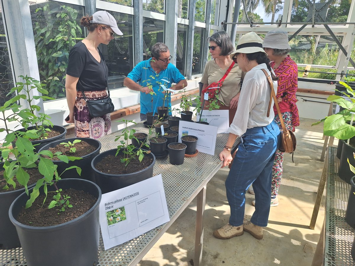 #DOSSIER [6/6]. #Agriculture ultramarine : Dans les #Outremer, la recherche au secours des filières agricoles 

➡️tinyurl.com/bddk8jsa

🌱La recherche joue un rôle primordial dans l’adaptation de l’agriculture face au changement climatique. Mais les chercheurs sont aussi d’une