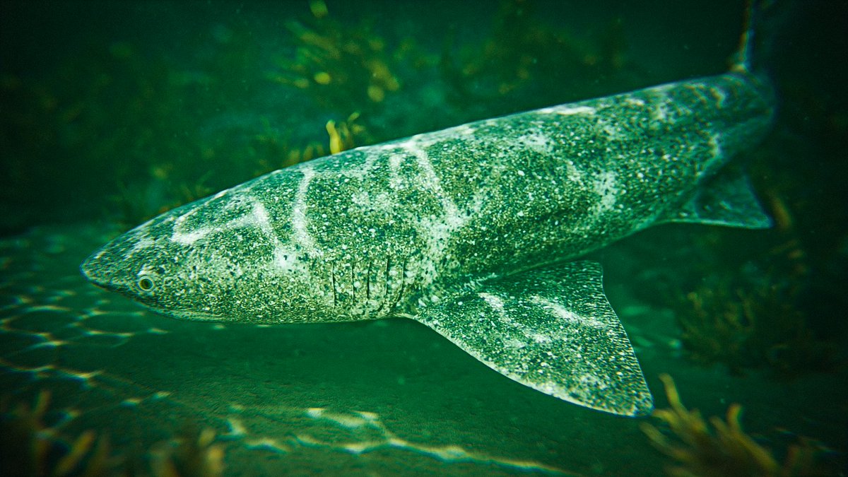 Sharking Around tweet media