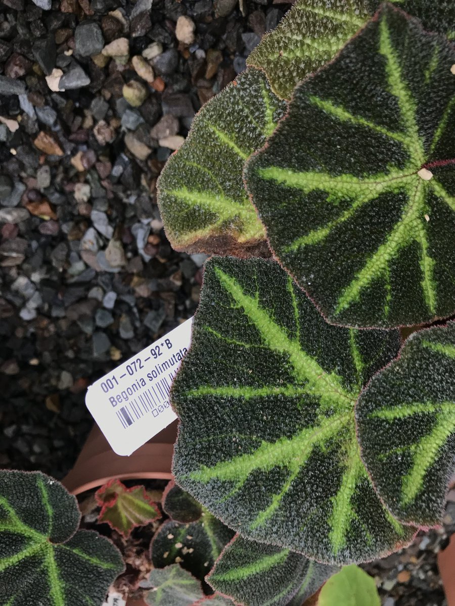 As part of the <a href="/UofGMVLS/">UofG MVLS</a> Futures #PhD Programme (Fundamentals of Life) we have a cross disciplinary PhD project  available to study stomatal development and clustering learning from the intriguing and beautiful Begonias 🌱🍃!  Apply: tinyurl.com/Stomata-PHD