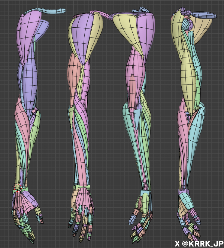 KRRK anatomy model 　   
「腕」
#Blender #3DCG #美術解剖学