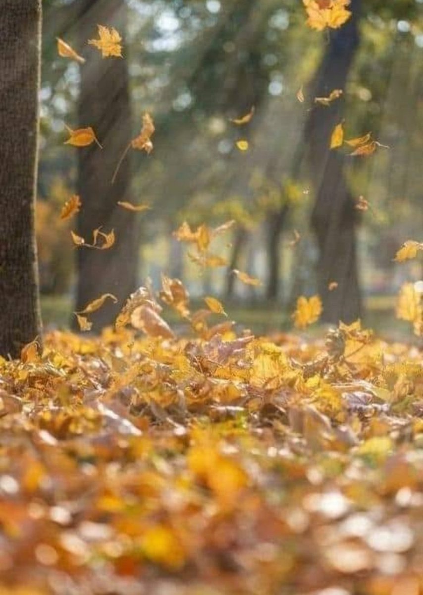 Gianna2119's tweet photo. @DailyPicTheme2 #FallAutumn
 When the hand  trembles ..my autumn  shot!
#DailyPictureTheme https://t.co/y5X5vwQ1rY