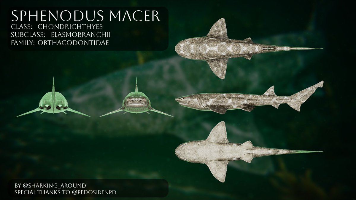 Sharking Around tweet media