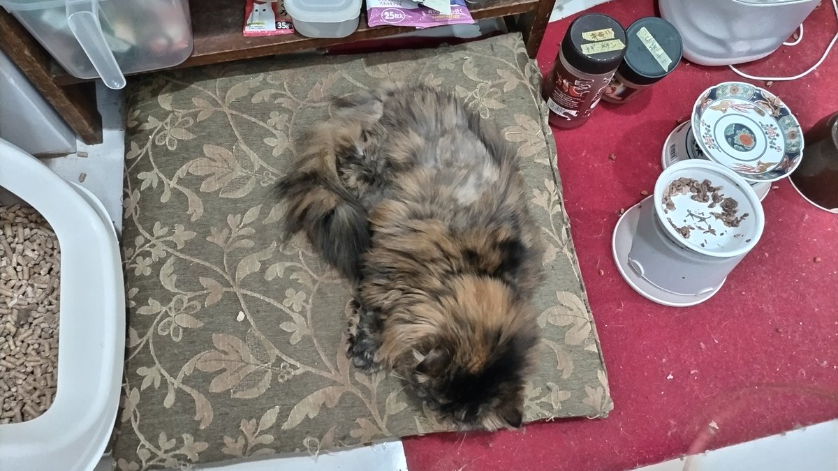 KandaMori's tweet photo. 今日の猫。寒いので異常に元気だ。

神田森莉家の猫：https://t.co/p8sZ4KoPHx
 #cat #cats #猫 #cats_of_instagram #sweetcat #catsofinstagram #happycatclub #catloversclub #cutecatcrew #catsdoingthings https://t.co/uCFKdTrezJ