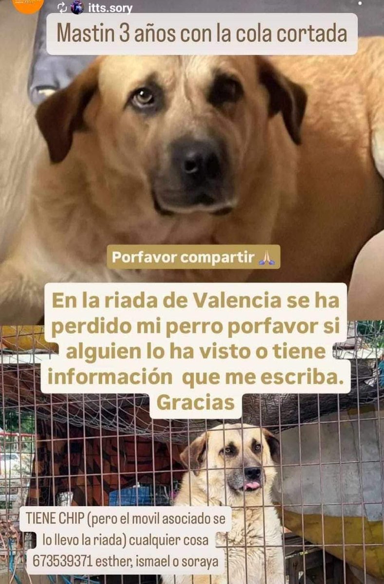 VidasSos's tweet photo. ⚠️ PERDIDO #Mastin en #valencia

#dana #ayuda #españa #SinLuz #2noviembre https://t.co/AZSsx9Ysii