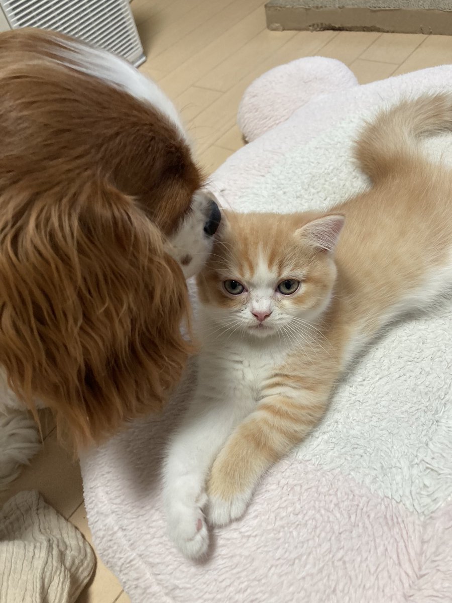 cando1998's tweet image. 熱心🐶vs冷淡🐈