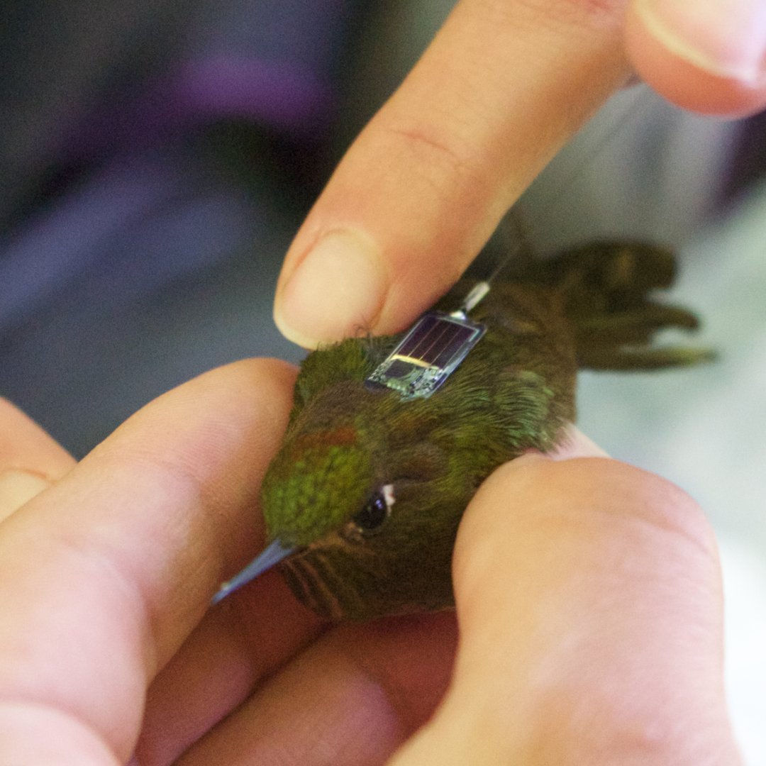 How do you tag tiny hummingbirds? With tiny back-pack tags! 🎒

Our researchers are working to expand a project tagging the beautiful birds in the Andes to find out more about their lives.

Read about the tags and Cristina Rueda Uribe's related PhD here: abdn.io/14C