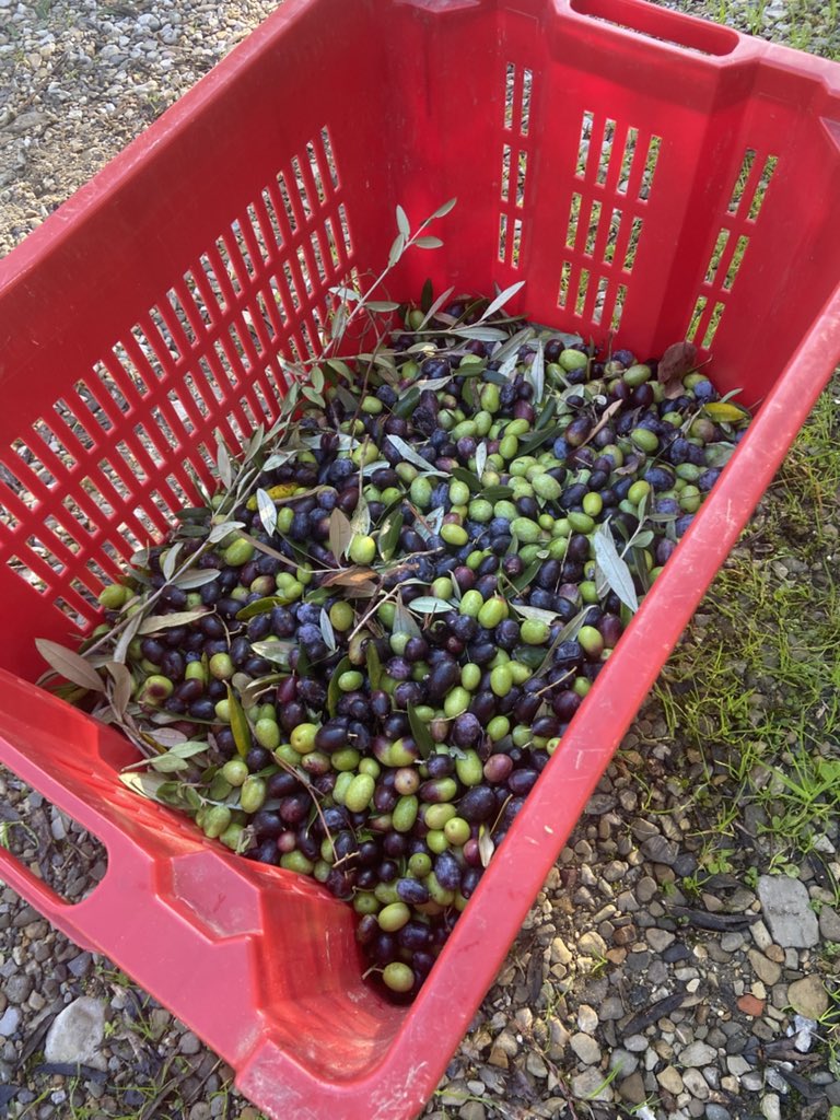 Vanni Bucci, Ph.D. 🇮🇹🇺🇲🇺🇦 tweet media