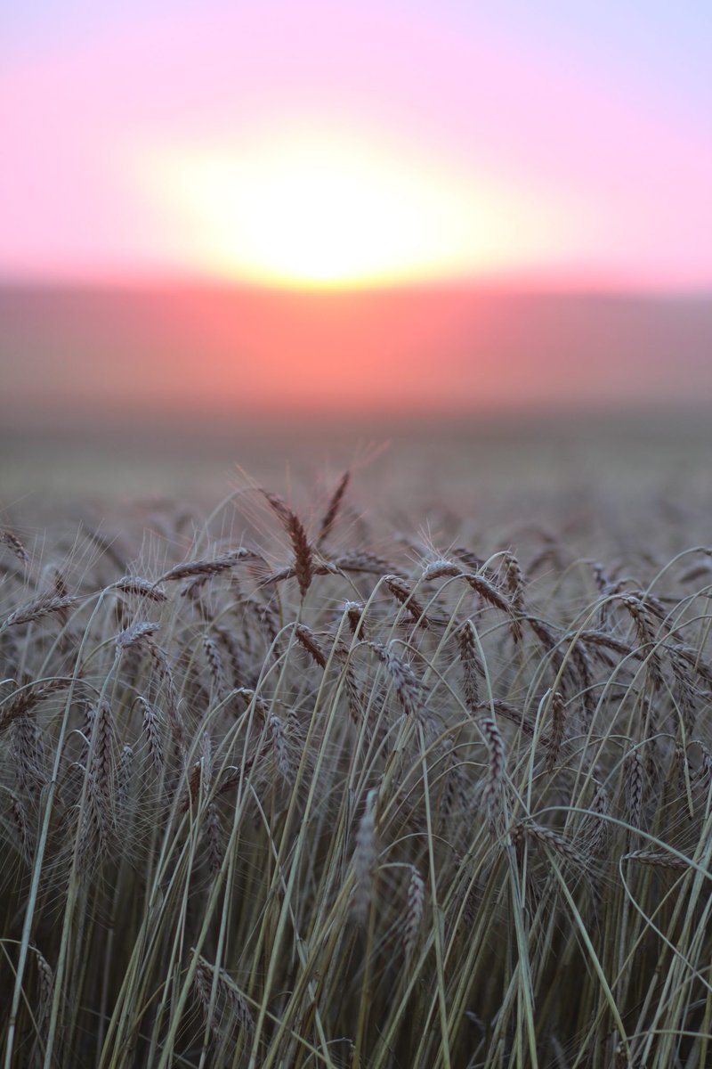 Drought-tolerant wheat trait approved by the FDA.

The US is the 4th country to approve the use of this GE trait after Argentina, Brazil, and Paraguay.

Science has proven that GE crops are safe, with no adverse health effects and environmental benefits.

hpj.com/2024/10/25/gol…