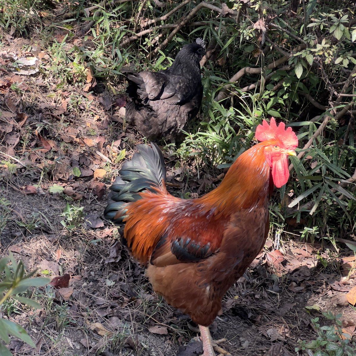 ペコムズ_페코무즈 tweet media